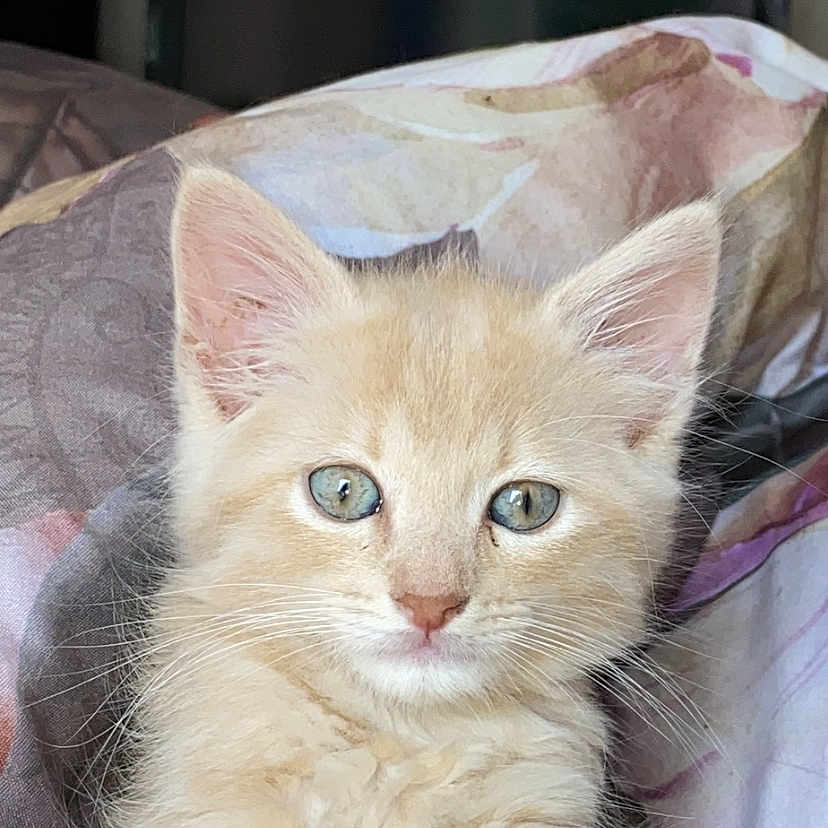 Tigrou