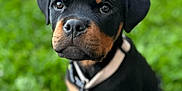 Arko a rejoint le concours — aidez-le/la à gagner de superbes lots ! animal, black, brown, canine, collar, cute, dog, ears, eyes, fur, grass, greenery, leash, outdoor, pet, portrait, puppy, rottweiler, sidewalk, young
