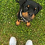 Arko a rejoint le concours — aidez-le/la à gagner de superbes lots ! adorable, animal, black_and_tan, collar, cute, dog, feet, grass, greenery, ground, jeans, looking_up, nature, outdoor, pet, puppy, rottweiler, small, white_sneakers, young_dog