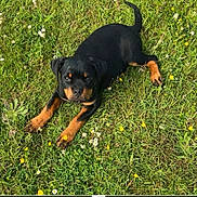 Arko participe au concours pour gagner de l'argent avec cette photo : adorable, animal, canine, cute, dog, field, flowers, grass, greenery, lying_down, nature, outdoor, park, pet, playful, puppy, rottweiler, summer, sunlight, young