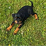 adorable, animal, canine, cute, dog, field, flowers, grass, greenery, lying_down, nature, outdoor, park, pet, playful, puppy, rottweiler, summer, sunlight, young