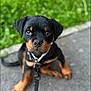 Arko participe au concours pour gagner de l'argent avec cette photo : alert, animal, black, brown, canine, collar, cute, dog, eyes, fur, greenery, leash, outdoor, pet, portrait, puppy, rottweiler, sidewalk, sitting, young