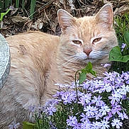 Penney is registered to the contest to win money with this photo: cat, orange_cat, flower, purple_flower, plant, greenery, garden, pot, leaf, nature, outdoor, relaxed, sleepy, animal, pet, fur, whisker, closeup, resting, flora