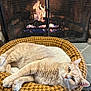 cat, orange_cat, pet_bed, houndstooth_pattern, fireplace, fire, cozy, relaxed, indoor, stone_floor, mesh_screen, warmth, feline, resting, cute, animal, domestic_cat, comfort, fur, lazy