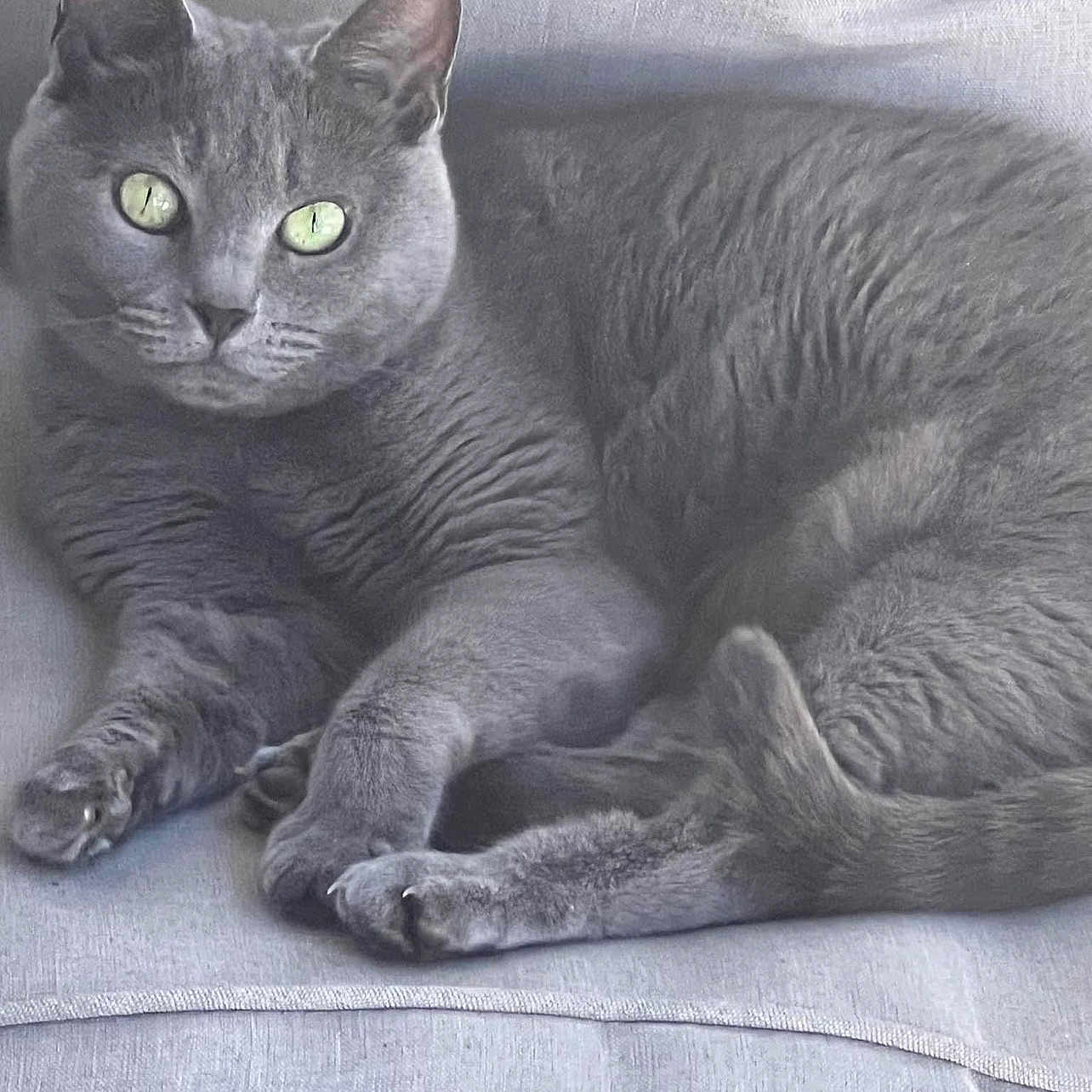 Luna Mae joined the competition — help win amazing prizes! animal, cat, couch, cozy, cute, domestic_cat, feline, fur, gray_cat, green_eyes, home, indoor, laying, mammal, paws, pet, portrait, relaxed, resting, whiskers