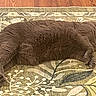 Luna Mae is registered to the contest to win money with this photo: cat, comfort, cozy, domestic_animal, feline, fur, gray_cat, home, indoor, lying_down, patterned_rug, paws, pet, relaxing, resting, rug, sleeping, tail, whiskers, wooden_floor