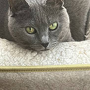 Luna Mae is registered to the contest to win money with this photo: animal, bed, calm, cat, close_up, cozy, curious, cute, feline, fur, gray_cat, green_eyes, indoors, looking, mammal, pet, portrait, resting, soft_texture, whiskers