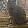 Luna Mae joined the competition — help win amazing prizes! animal, cat, cushion, domestic, ears, face, feline, fur, gray_cat, home, indoor, looking, natural_light, paws, pet, quiet, relaxed, sitting, whiskers, window