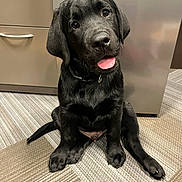 Murphy joined the competition — help win amazing prizes! adorable, animal, black_labrador, cabinet, canine, carpet, collar, cute, dog, flooring, friendly, fur, indoor, office, pet, portrait, puppy, sitting, tongue_out, young_dog
