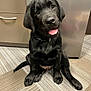 adorable, animal, black_labrador, cabinet, canine, carpet, collar, cute, dog, flooring, friendly, fur, indoor, office, pet, portrait, puppy, sitting, tongue_out, young_dog