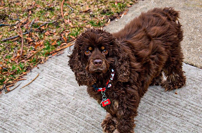 Coco Chanel is registered to the contest to win money with this photo: american_water_spaniel, boykin_spaniel, canidae, carnivore, cockapoo, companion_dog, dog, dog_breed, german_spaniel, irish_water_spaniel, mammal, miniature_poodle, pont_audemer_spaniel, poodle_crossbreed, spaniel, spanish_water_dog, sporting_group, standard_poodle, toy_poodle, vertebrate