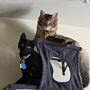 Peanut And Shadow joined the competition — help win amazing prizes! animal, black_cat, cat, cat_tree, cats, collar, curious, domestic, ears, feline, fluffy, indoor, looking, perched, pet, playful, tabby_cat, tail, two, whiskers