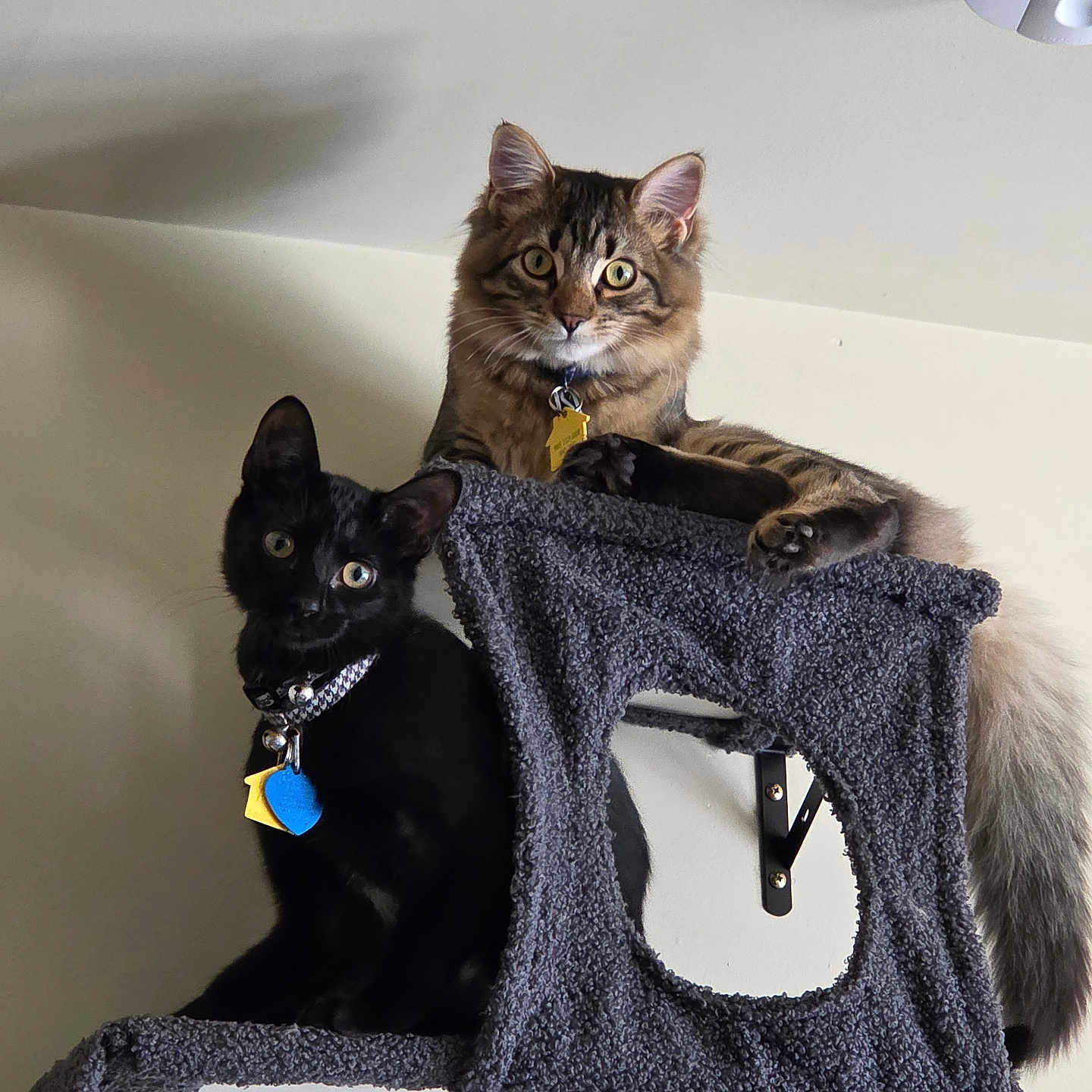 Peanut And Shadow