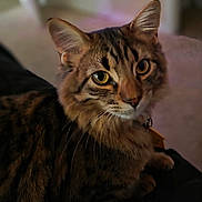 Peanut joined the competition — help win amazing prizes! animal, cat, close_up, collar, cute, domestic, ears, eyes, feline, fur, indoor, looking, mammal, pet, portrait, sitting, soft_light, tabby, whiskers, yellow_eyes