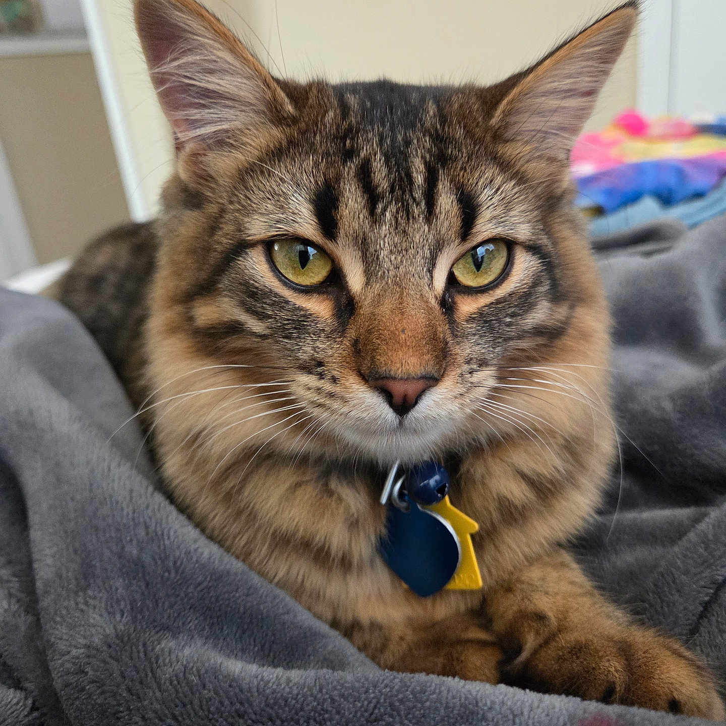 Peanut is registered to the contest to win money with this photo: animal, blanket, cat, closeup, collar, comfort, cozy, domestic, ears, eyes, feline, fur, household, indoor, pet, portrait, resting, tabby, tag, whiskers