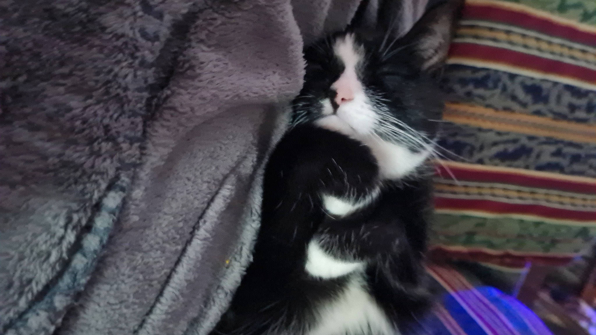 Aurora is registered to the contest to win money with this photo: canidae, carnivore, cat, claw, comfort, domestic_short_haired_cat, eye, felidae, fur, hair, monochrome_photography, paw, small_to_medium_sized_cats, snout, tail, terrestrial_animal, whiskers