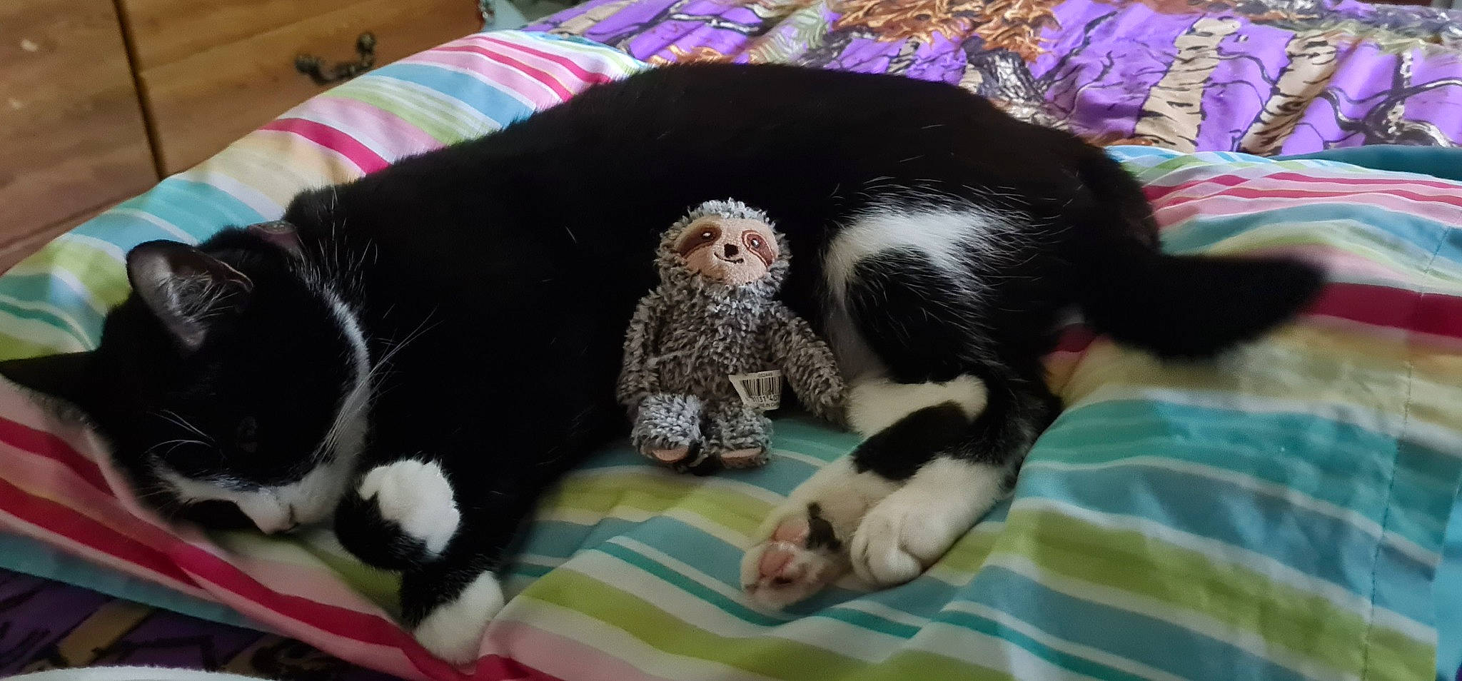 Aurora is registered to the contest to win money with this photo: canidae, carnivore, comfort, companion_dog, dog, dog_breed, fur, liver, nap, non_sporting_group, paw, pet_supply, puppy, snout, sporting_group, tail, terrestrial_animal, toy, toy_dog, working_animal