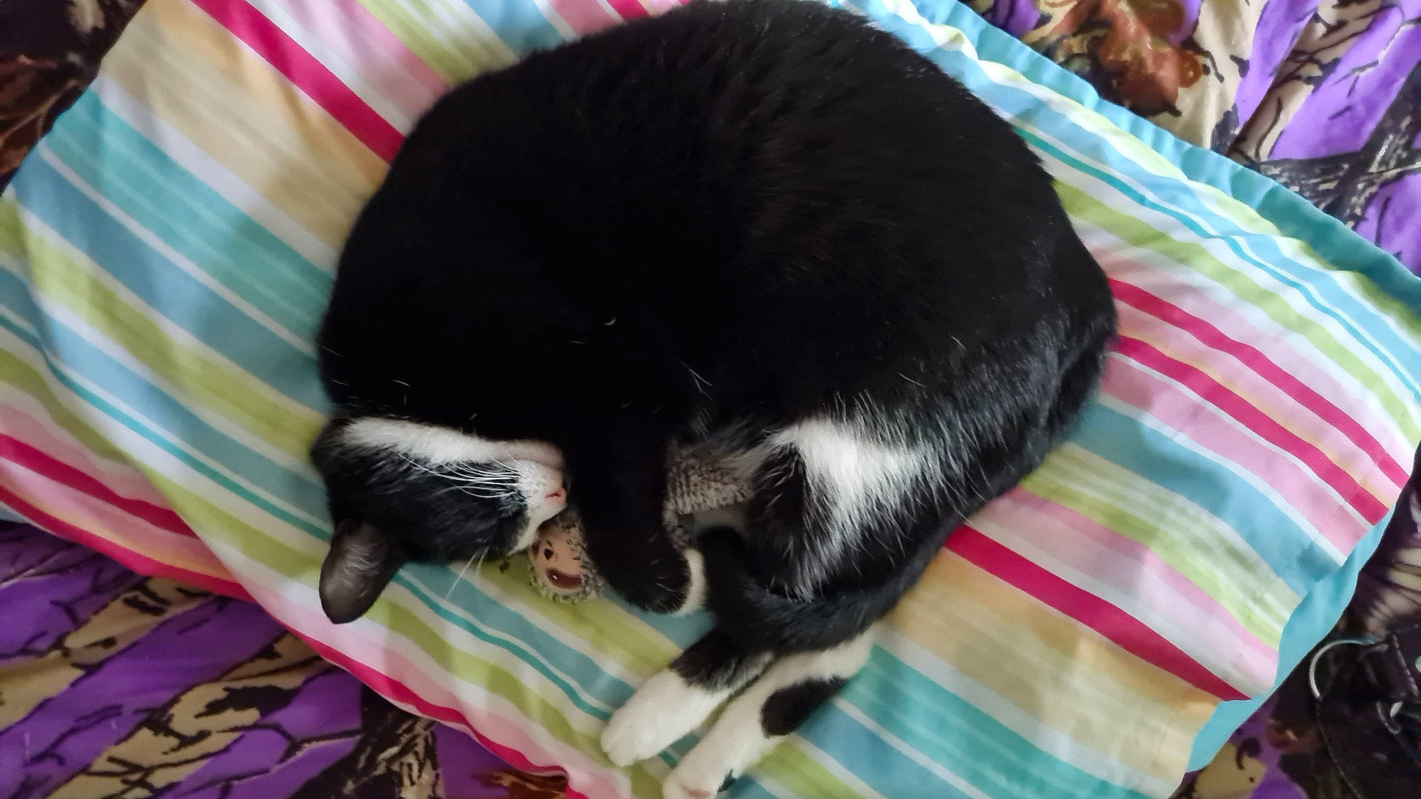 Aurora joined the competition — help win amazing prizes! black_cat, carnivore, cat, claw, comfort, dog_breed, domestic_short_haired_cat, felidae, fur, mammal, nap, small_to_medium_sized_cats, sporting_group, tail, terrestrial_animal, vertebrate, whiskers