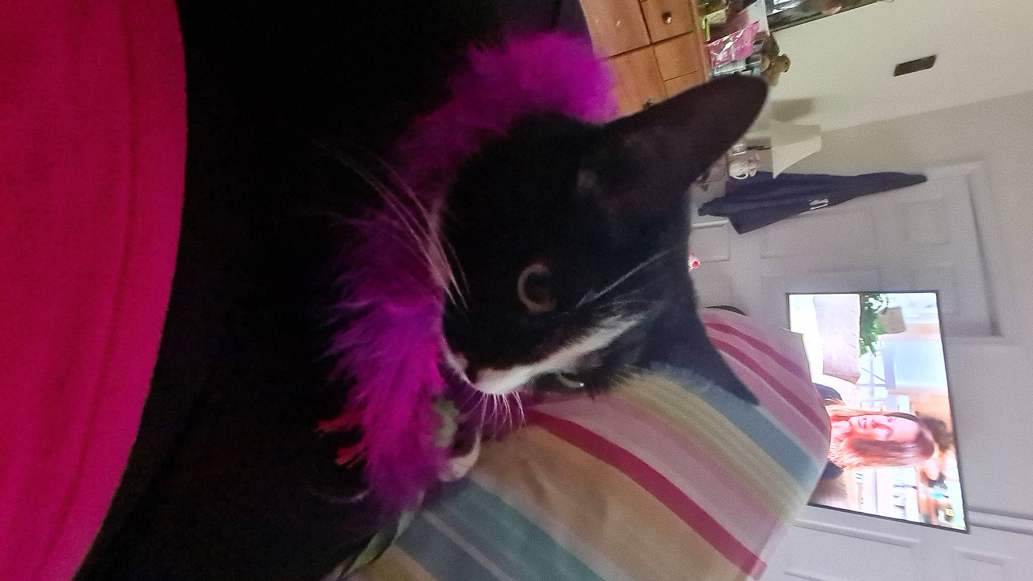 Aurora joined the competition — help win amazing prizes! black_cat, carnivore, cat, cat_supply, collar, companion_dog, dog_breed, domestic_short_haired_cat, felidae, fur, magenta, pink, purple, small_to_medium_sized_cats, tail, whiskers