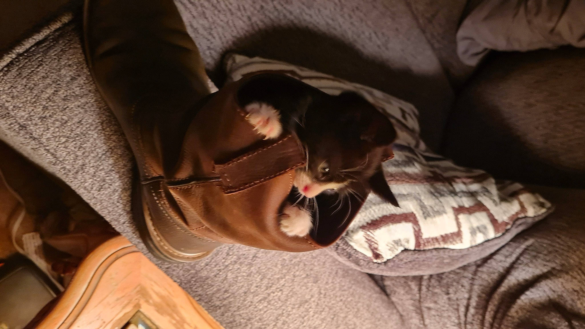 Oreo joined the competition — help win amazing prizes! beard, comfort, elbow, eyewear, facial_hair, fun, gesture, glasses, goggles, jaw, linens, nap, personal_protective_equipment, room, sitting, sunglasses, tree, vision_care, wood