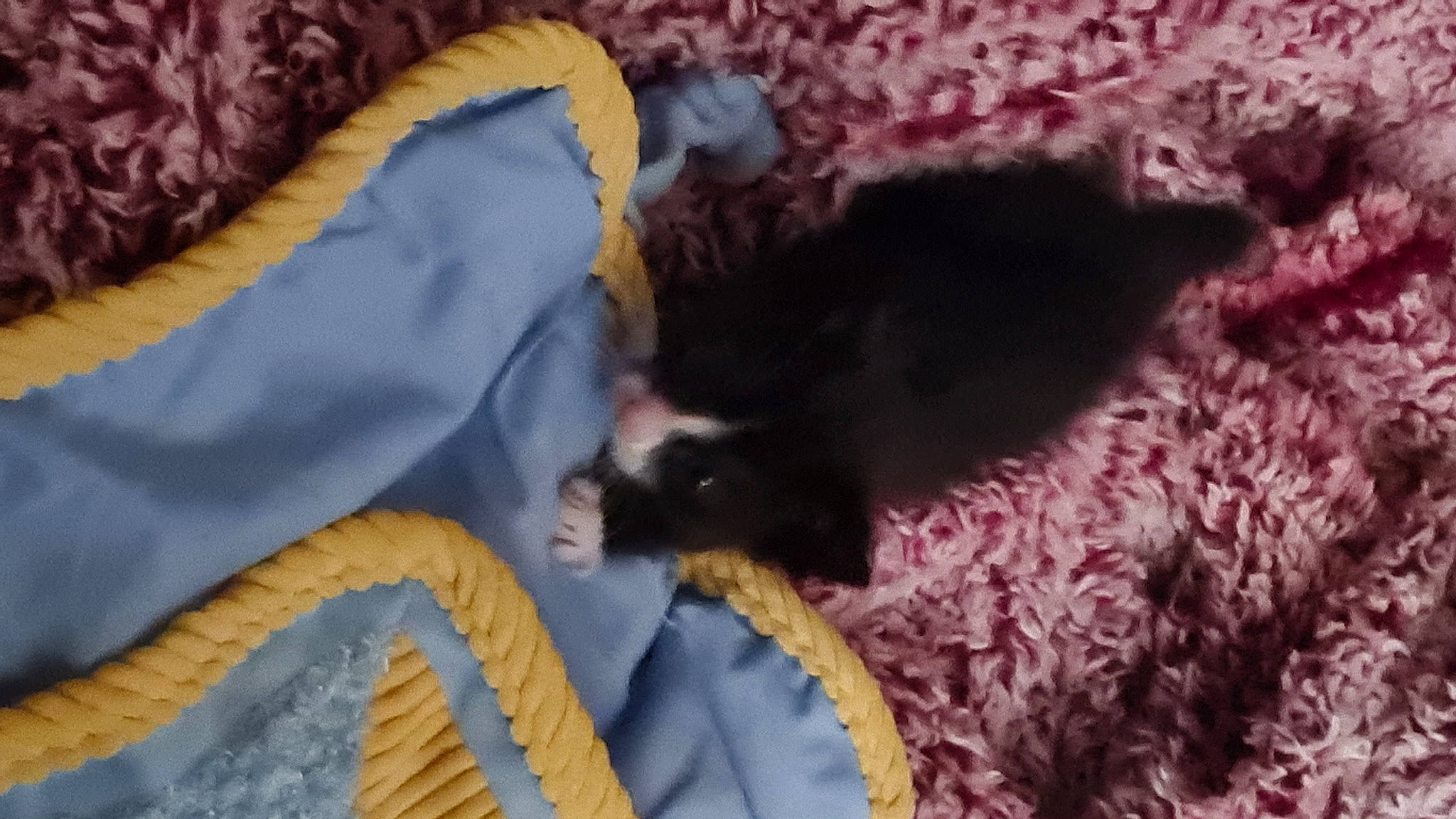 Oreo joined the competition — help win amazing prizes! bed, black_cat, canidae, carnivore, cat, comfort, companion_dog, dog_breed, fawn, felidae, fur, linens, mammal, pattern, small_to_medium_sized_cats, sporting_group, tail, textile, vertebrate, whiskers