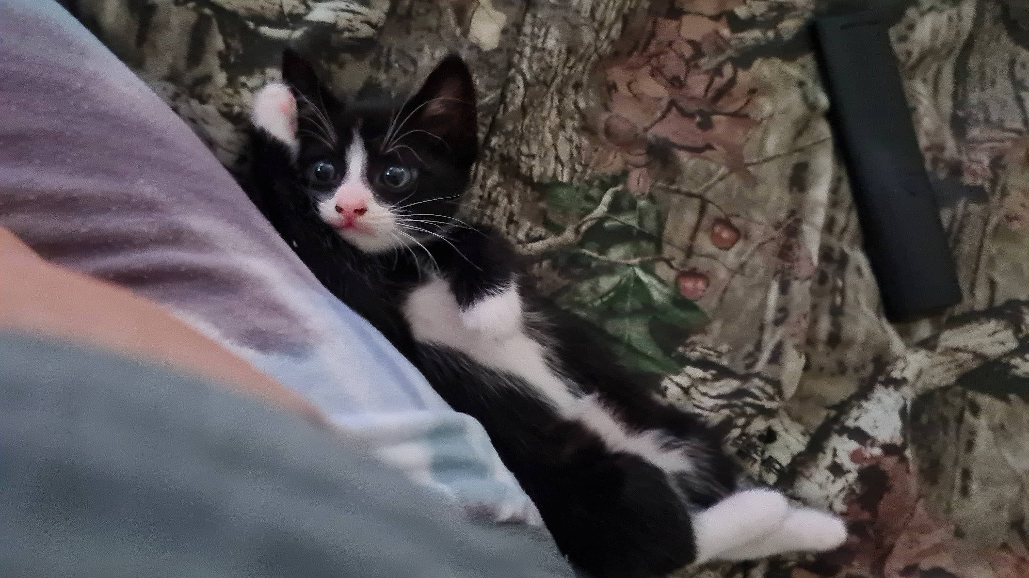 Oreo joined the competition — help win amazing prizes! black_cat, carnivore, cat, claw, comfort, domestic_short_haired_cat, felidae, formal_wear, fur, grass, monochrome_photography, paw, plant, small_to_medium_sized_cats, snout, tail, tree, whiskers