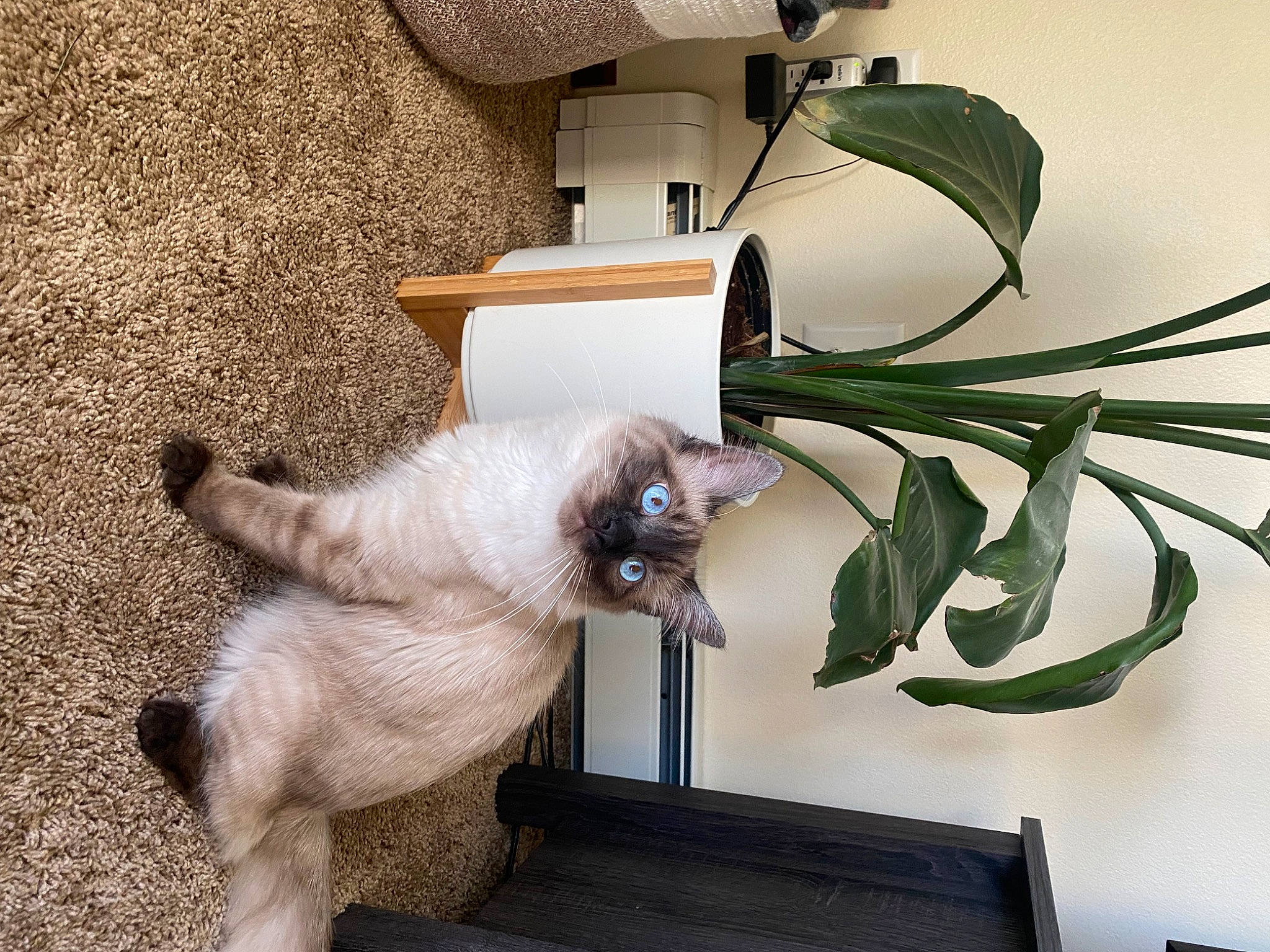 Bentley joined the competition — help win amazing prizes! balinese, carnivore, cat, collar, comfort, domestic_short_haired_cat, fawn, felidae, flowerpot, fur, herb, houseplant, plant, room, siamese, small_to_medium_sized_cats, tail, terrestrial_plant, thai, whiskers