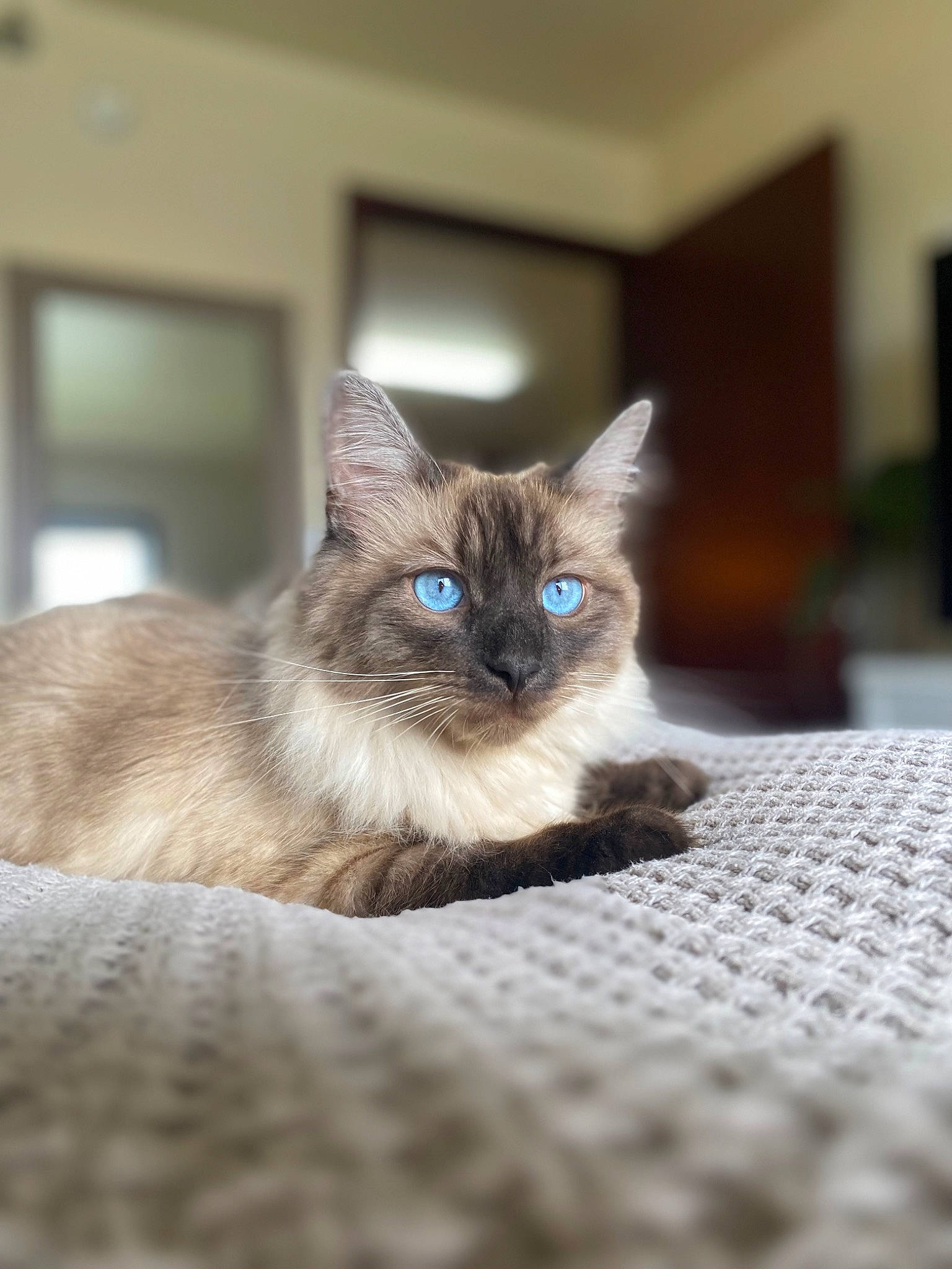 Bentley joined the competition — help win amazing prizes! balinese, birman, carnivore, cat, comfort, domestic_short_haired_cat, eye, fawn, felidae, flooring, fur, grey, iris, linens, siamese, small_to_medium_sized_cats, snout, thai, tonkinese, whiskers