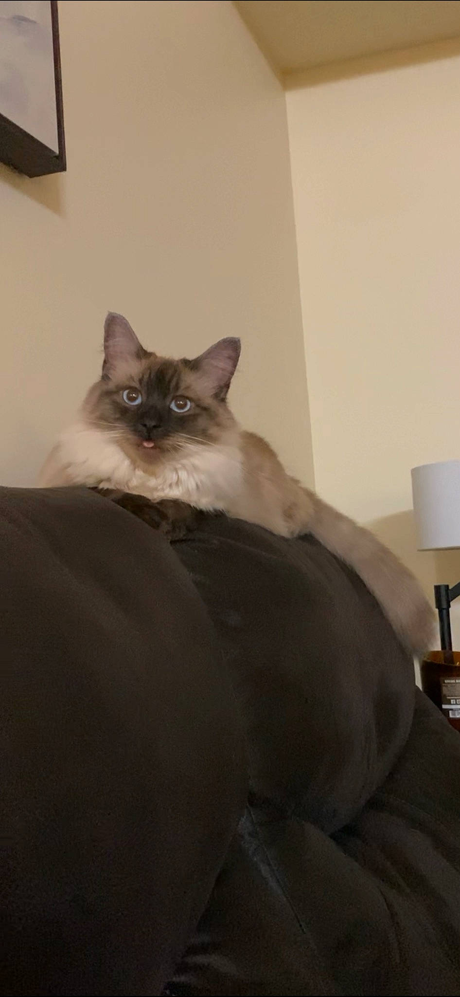Bentley is registered to the contest to win money with this photo: balinese, birman, carnivore, cat, comfort, fawn, felidae, fur, grey, iris, lamp, lampshade, room, siamese, small_to_medium_sized_cats, snout, tail, thai, whiskers, wood