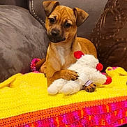 Gigi joined the competition — help win amazing prizes! puppy, dog, toy, stuffed_animal, blanket, crochet, couch, furniture, pet, brown, small_dog, indoor, cute, relaxing, animal, cozy, playful, home, comfort, resting