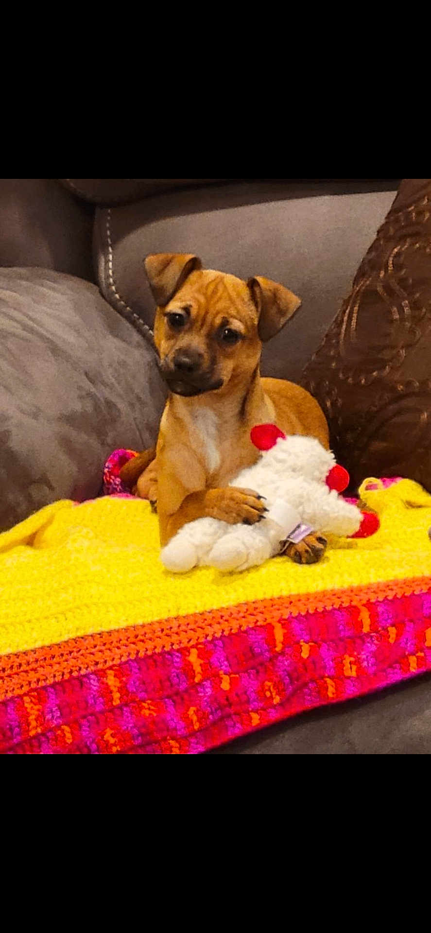 Gigi joined the competition — help win amazing prizes! puppy, dog, toy, stuffed_animal, blanket, crochet, couch, furniture, pet, brown, small_dog, indoor, cute, relaxing, animal, cozy, playful, home, comfort, resting