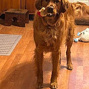 Reba joined the competition — help win amazing prizes! dog, golden_retriever, toy, indoor, wooden_floor, pet, animal, fur, mammal, playful, standing, mouth, cute, domestic, companionship, household, brown, tail, ears, pet_toy