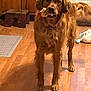dog, golden_retriever, toy, indoor, wooden_floor, pet, animal, fur, mammal, playful, standing, mouth, cute, domestic, companionship, household, brown, tail, ears, pet_toy