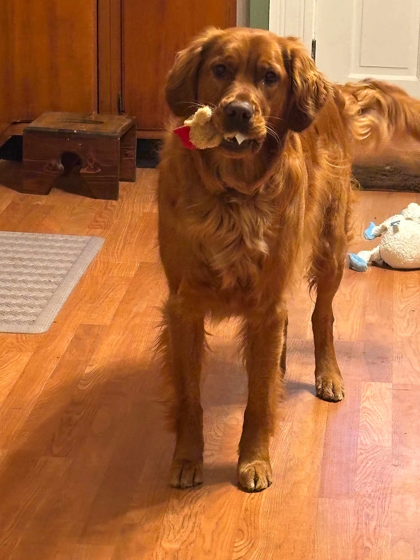 Reba joined the competition — help win amazing prizes! dog, golden_retriever, toy, indoor, wooden_floor, pet, animal, fur, mammal, playful, standing, mouth, cute, domestic, companionship, household, brown, tail, ears, pet_toy