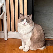 Simba a rejoint le concours — aidez-le/la à gagner de superbes lots ! animal, blue_eyes, cat, cute, domestic_cat, ears, feline, fluffy, fur, home_interior, house, indoor, looking, pet, portrait, relaxed, sitting, tail, whiskers, wooden_floor