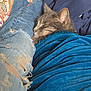 Pickles is registered to the contest to win money with this photo: blue_blanket, casual_clothing, cat, closeup, comfort, cozy, feline, fur, human, indoor, jeans, nap, pet, relaxation, resting, ripped_jeans, sleeping, soft, textile, warm