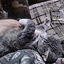 ashtray, blanket, camouflage_pants, cat, cigarette_butts, cozy, feline, fur, gray_cat, hand, indoors, lap, patterned_blanket, person, pet, relaxing, resting, sleeping_cat, whiskers, white_paws