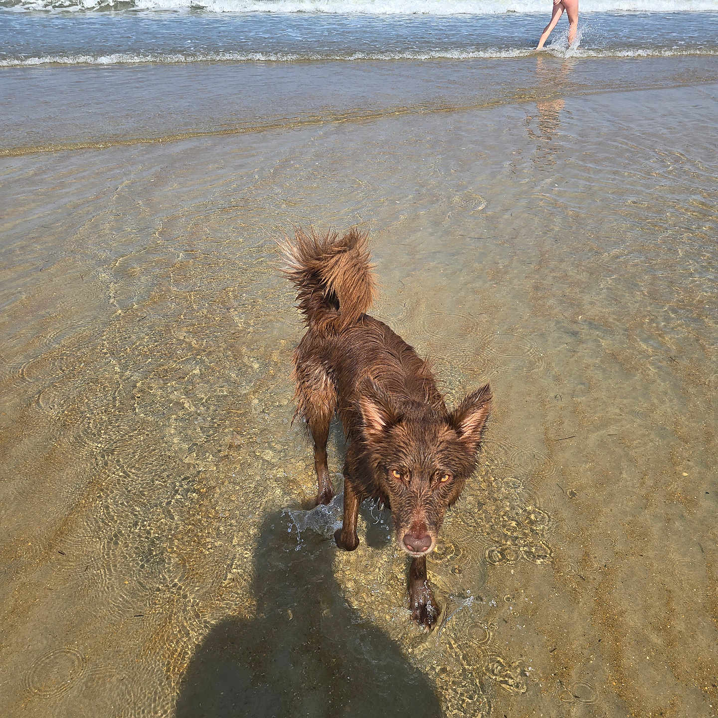 Bear is registered to the contest to win money with this photo: animal, beach, canine, dog, outdoor, person, pet, recreation, sand, sea, shadow, shore, sky, summer, sunlight, vacation, walking, water, waves, wet