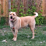 Simba joined the competition — help win amazing prizes! animal, canine, collar, dog, fence, grass, greenery, happy, leaf, leash, mammal, nature, outdoor, pet, plant, playful, standing, summer, tongue, yard