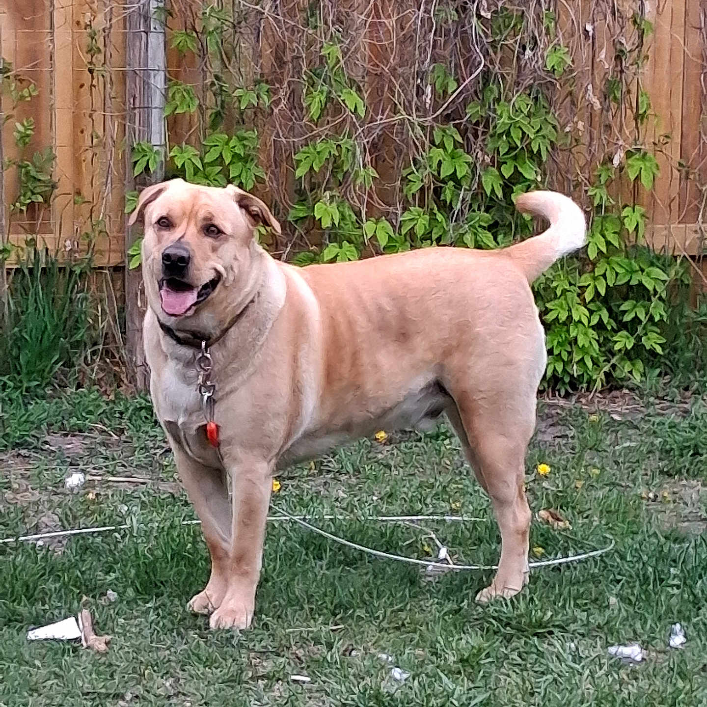Simba