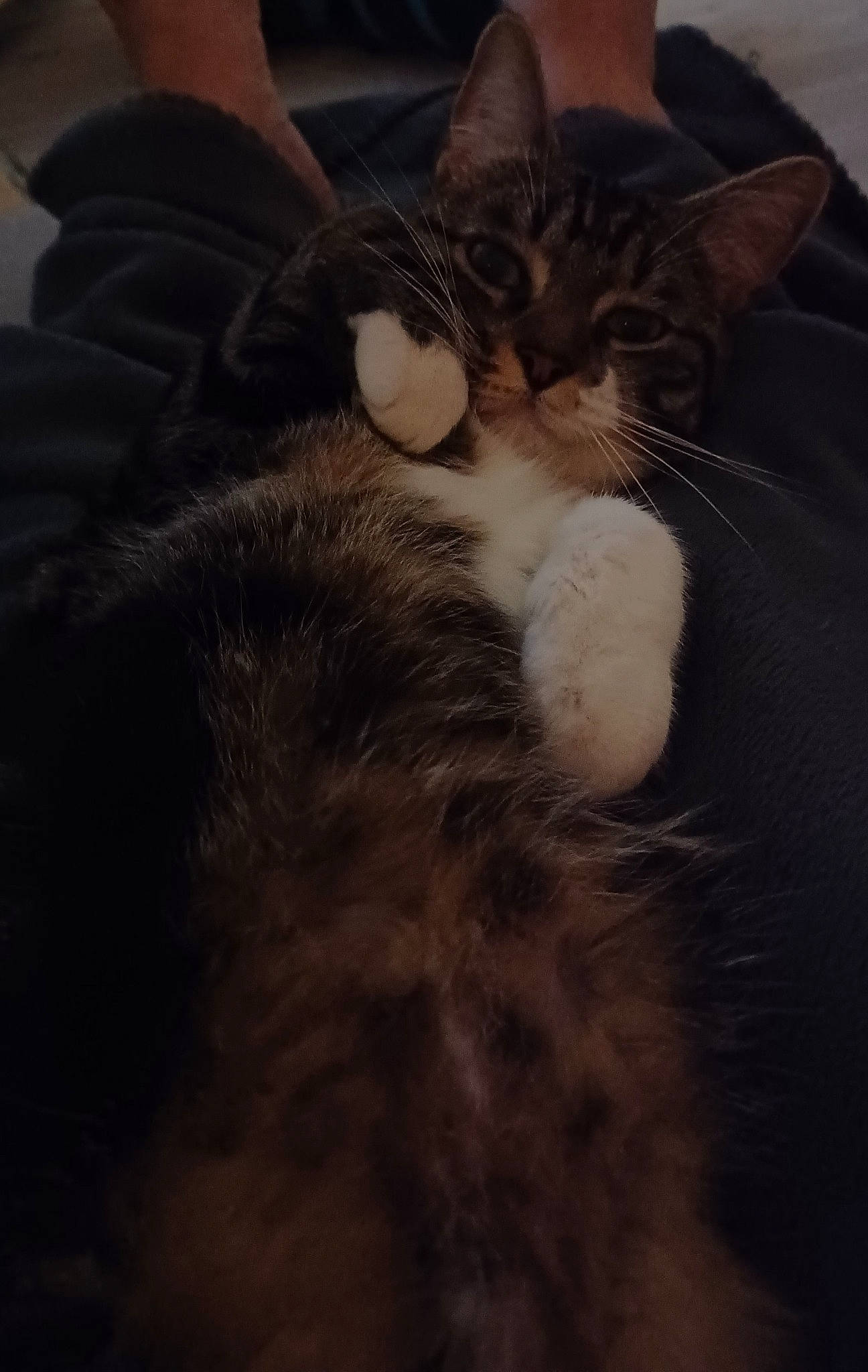 Mona a rejoint le concours — aidez-le/la à gagner de superbes lots ! black_cat, carnivore, cat, claw, cloud, comfort, darkness, domestic_short_haired_cat, ear, felidae, fur, gesture, human_leg, nap, paw, sleep, small_to_medium_sized_cats, street_light, tail, whiskers