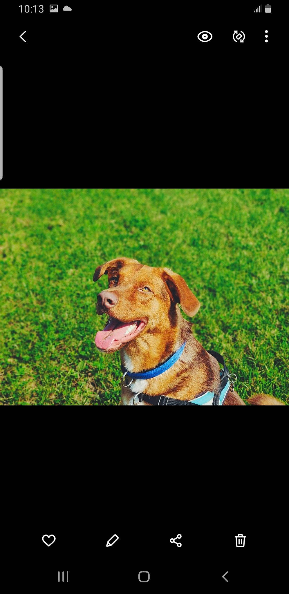 Benji participe au concours pour gagner de l'argent avec cette photo : canidae, carnivore, collar, companion_dog, dog, dog_breed, dog_collar, fawn, grass, guard_dog, happy, photo_caption, plant, rectangle, sky, snout, sporting_group, tree, whiskers, working_animal