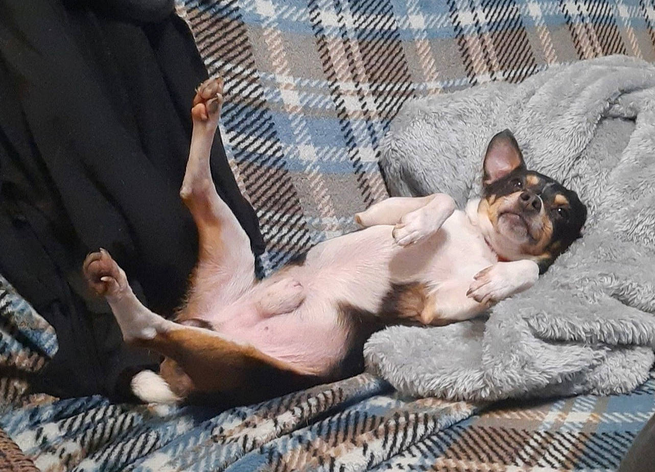 Raider joined the competition — help win amazing prizes! bulldog, canidae, carnivore, comfort, companion_dog, dog, dog_breed, dog_supply, fawn, felidae, fur, guard_dog, nap, paw, sitting, snout, sporting_group, street_dog, toy_dog, whiskers