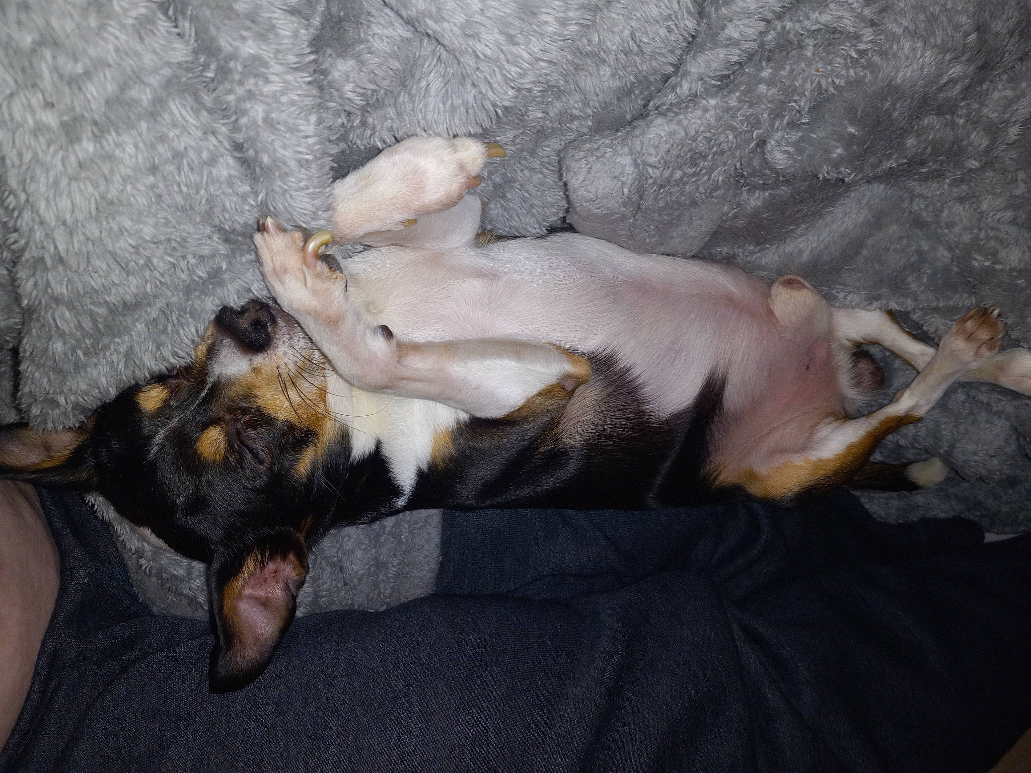 Raider joined the competition — help win amazing prizes! canidae, carnivore, comfort, companion_dog, dog, dog_breed, fawn, felidae, fur, mammal, nap, non_sporting_group, paw, sleep, small_to_medium_sized_cats, snout, sporting_group, street_dog, tail, whiskers