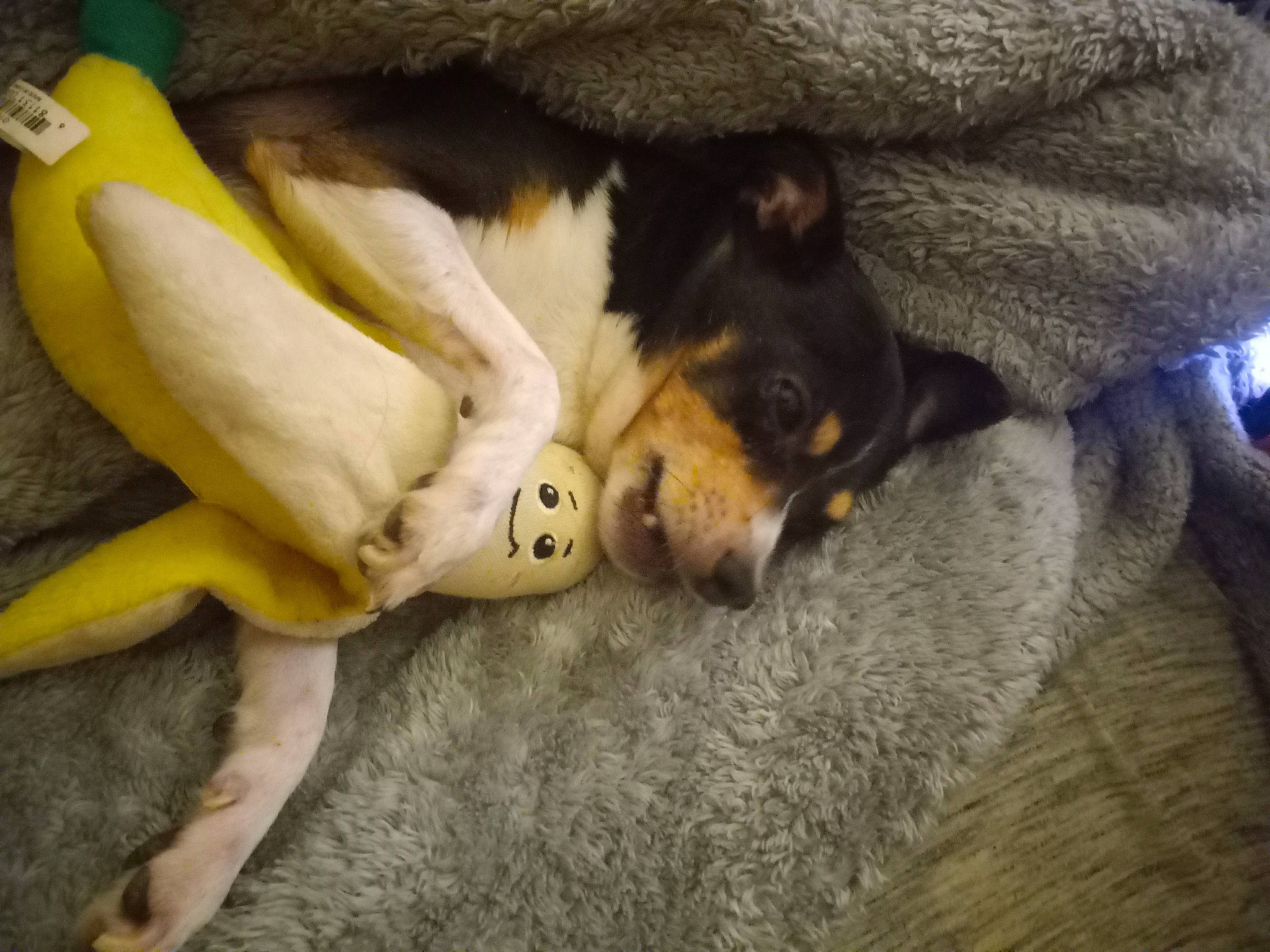 Raider joined the competition — help win amazing prizes! canidae, carnivore, comfort, companion_dog, couch, dog, dog_breed, fawn, flooring, fur, guard_dog, nap, paw, sleep, snout, sporting_group, tail, toy_dog, working_animal, working_dog