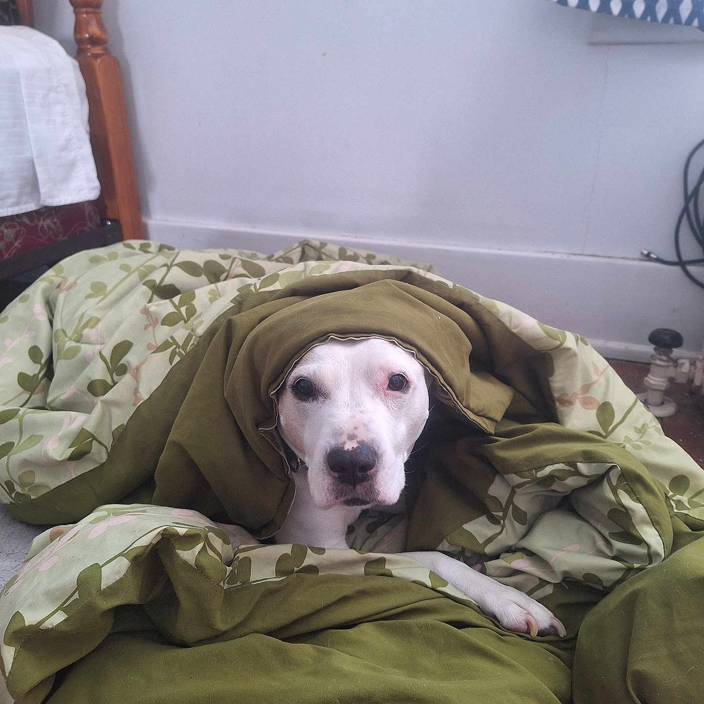 Kaia Rose Papaya joined the competition — help win amazing prizes! animal, bedroom, blanket, comfort, cozy, curtain, cute, dog, fabric, floor, indoor, leaf_pattern, looking, paw, pet, relaxed, resting, white_dog, wooden_bed, wrapped