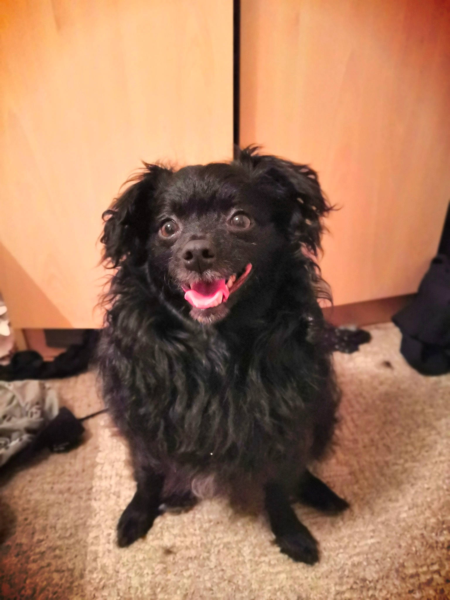 Daisy joined the competition — help win amazing prizes! affenpinscher, canidae, carnivore, companion_dog, dog, dog_breed, mammal, mudi, non_sporting_group, pomeranian, rare_breed_dog, sporting_group, vertebrate