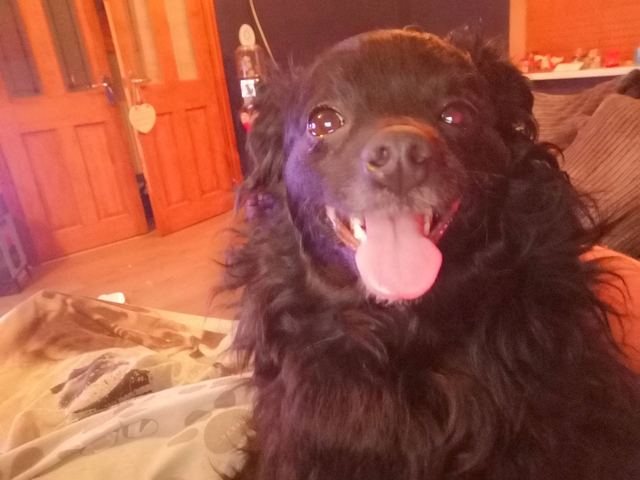 Daisy joined the competition — help win amazing prizes! american_cocker_spaniel, american_water_spaniel, boykin_spaniel, canidae, carnivore, cocker_spaniel, companion_dog, dog, dog_breed, english_cocker_spaniel, field_spaniel, fur, german_spaniel, mammal, nose, snout, spaniel, sporting_group, sussex_spaniel, vertebrate