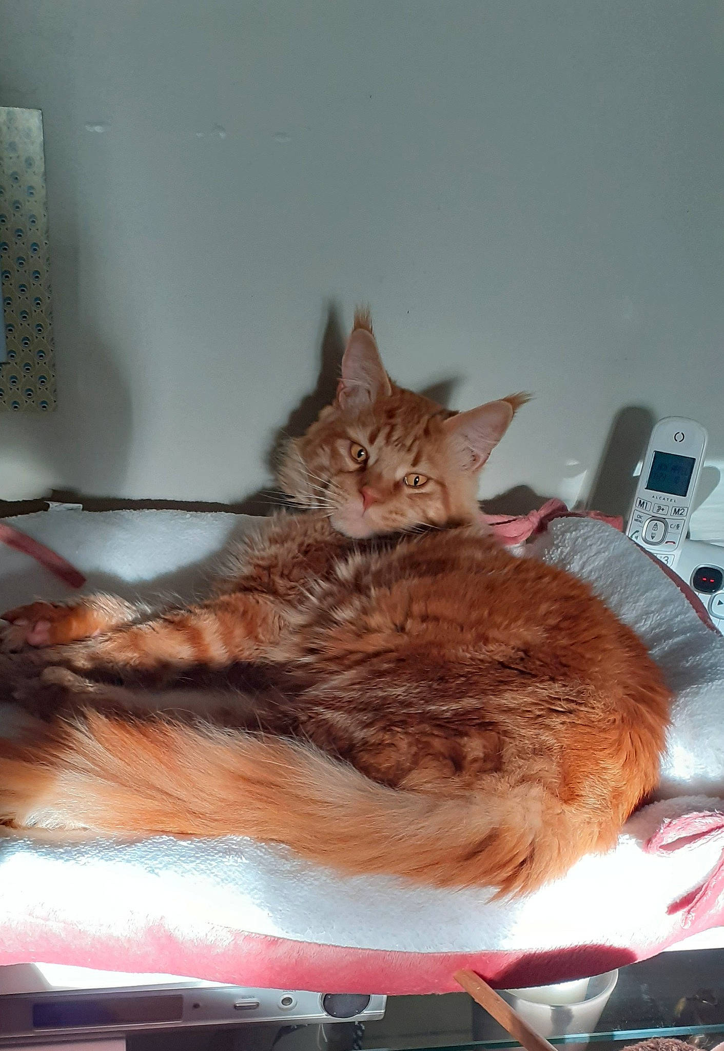 Ronny a rejoint le concours — aidez-le/la à gagner de superbes lots ! bed, carnivore, cat, claw, comfort, domestic_short_haired_cat, fawn, felidae, fur, lap, nap, paw, room, small_to_medium_sized_cats, tableware, tail, telephone, vertebrate, whiskers, wood