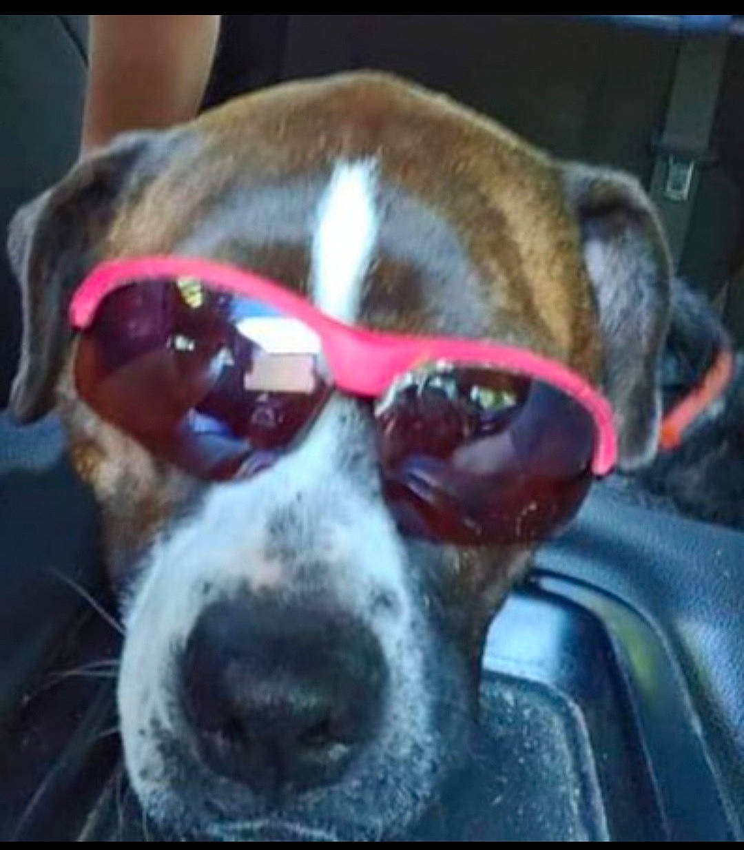 Sadie joined the competition — help win amazing prizes! canidae, carmine, carnivore, collar, companion_dog, dog, dog_breed, dog_collar, eyewear, fawn, liver, non_sporting_group, pet_supply, snout, sporting_group, tongue, vertebrate, whiskers, working_animal, working_dog